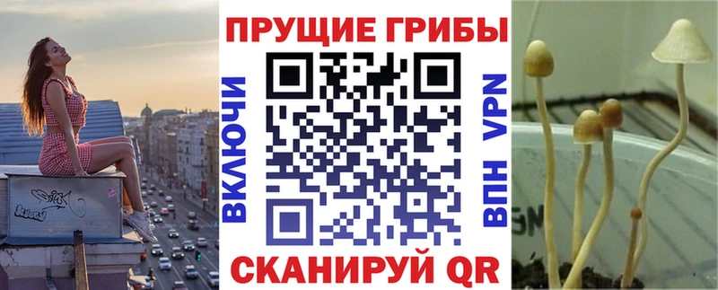 Купить где  Алупка  Галлюциногенные грибы GOLDEN TEACHER 